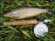 brown trout