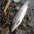 Sea Trout Fishing