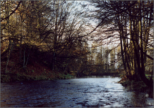 Endrick Sea Trout Fishing