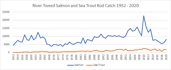 River Tweed Salmon Catches