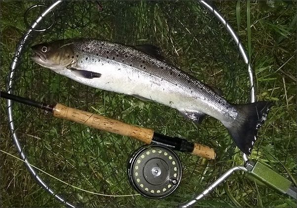 Border Esk Sea Trout, July 2019