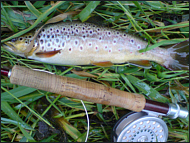 Brown Trout Fishing