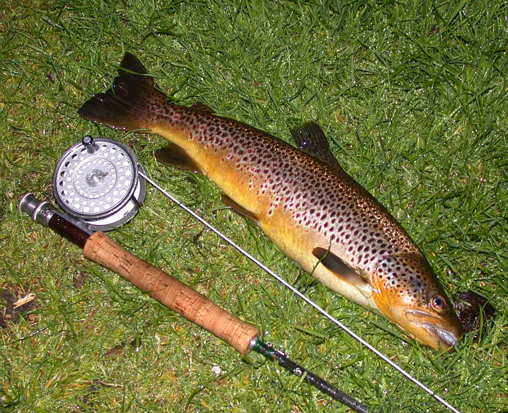 Trout Fishing in Scotland