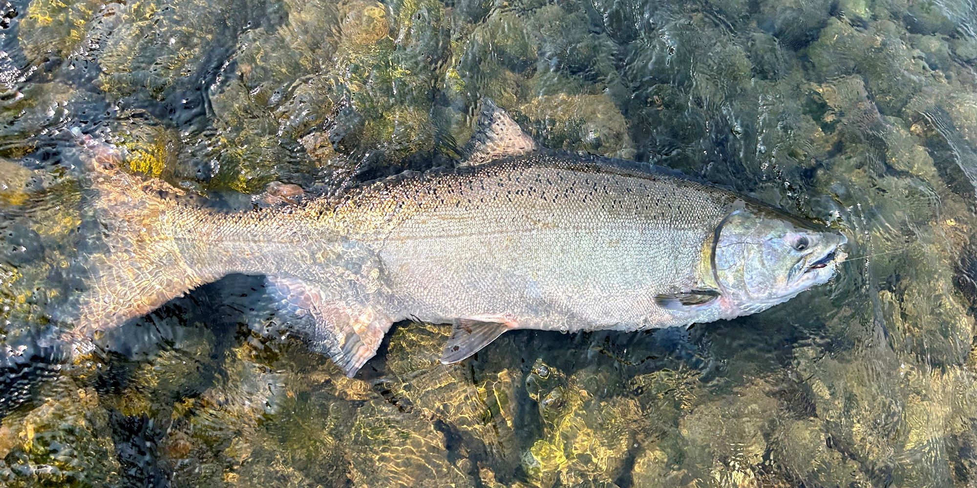 BANK FISHING MONSTERS – Bank Fishing For Salmon Steelhead