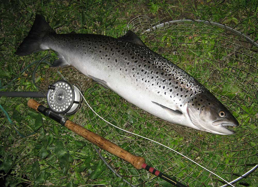 Sea trout caught on fly at night