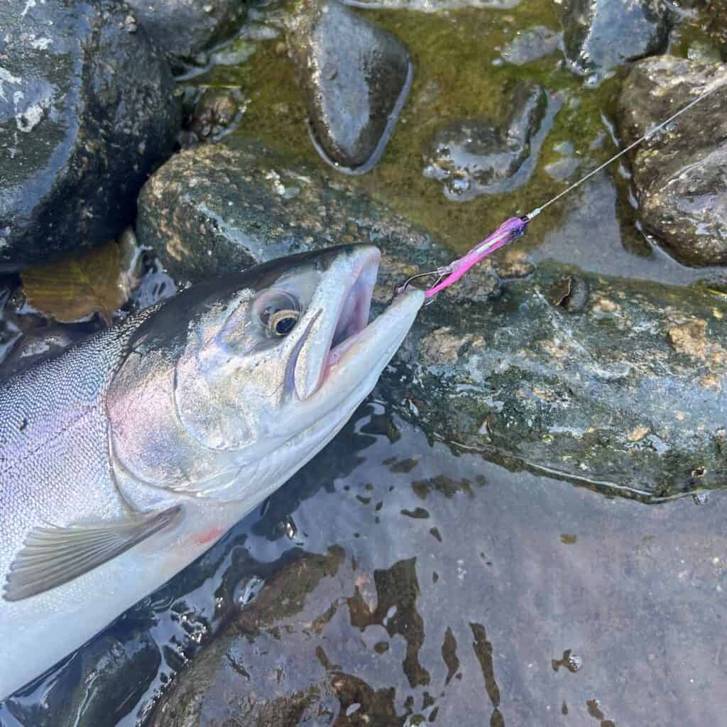 Pink Salmon on Needle Tube Fly