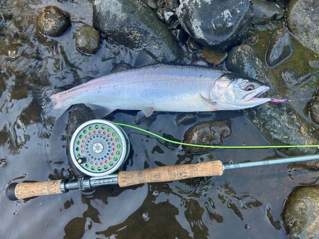 Camplbell River pink Salmon