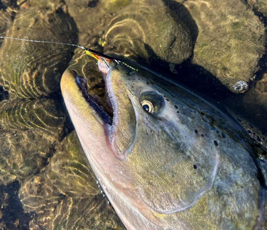 Campbell River Chinook on Wee Monkey Needle Tube Fly