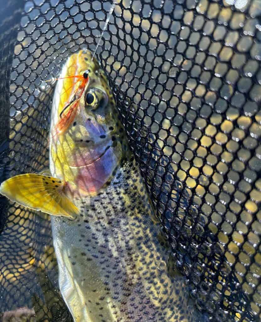 Washington state cutthraot on a Needle Tube Fly