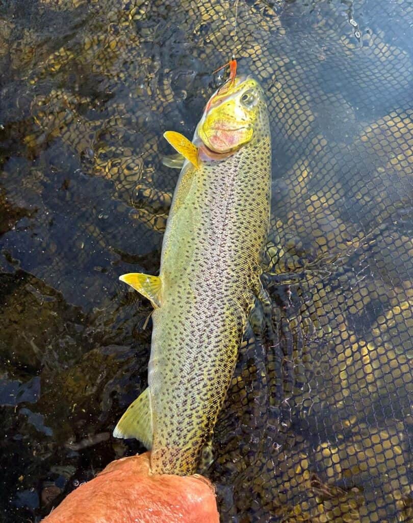 Washington State Cutthroat