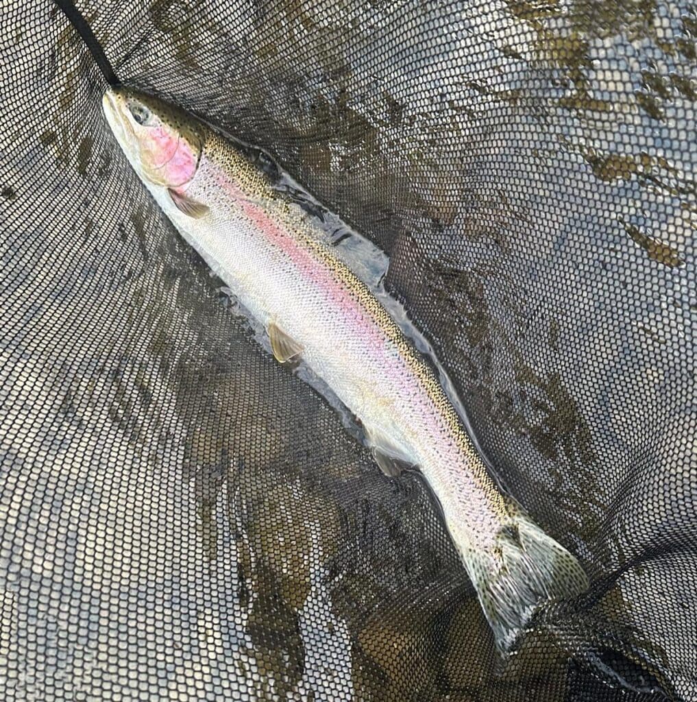 October Steelhead, Washington