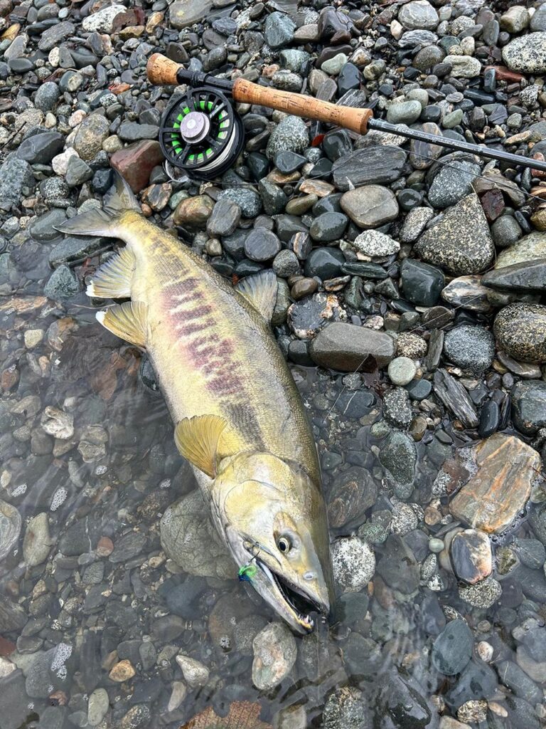 Chum Salmon caught on the Sooke River, Vancouver Island