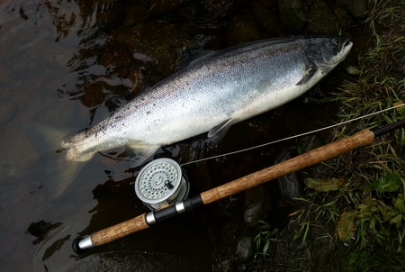 Upside Down Salmon Flies 19